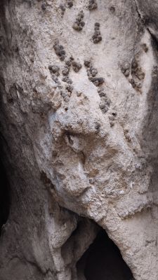 Какахи летучих мышей (активно применяются в косметологии)