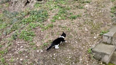 Чёрно-белый деловой котёнок