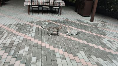 Разборки двух котанов