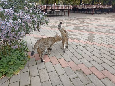 Игрища двух котанов