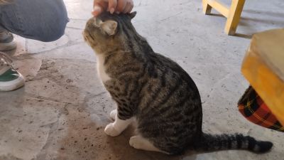 Милый серый котик хозяев