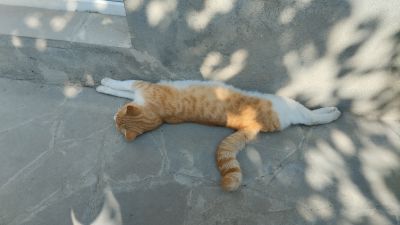 Милый рыжий котик хозяев