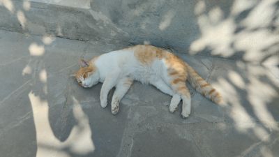 Милый рыжий котик хозяев