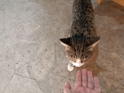 Милый серый котик хозяев