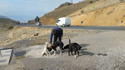 Гид тискает сразу четырёх собачек