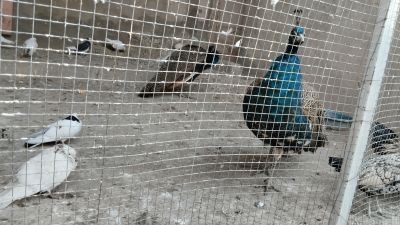 Павлин-мавлин и голуби