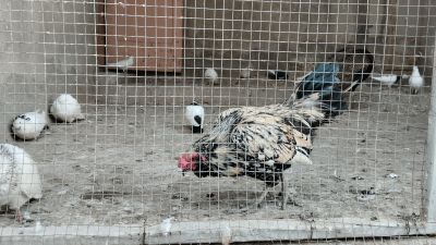 Курочка, которая всё пыталась сожрать перо