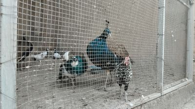 Два павлина-мавлина