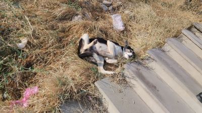 Собачка, выпрашивающая почесульки возле лестницы, ведущей к Хор Вирапу