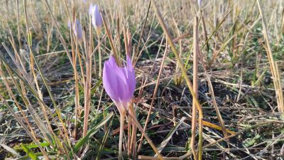 Обратная дорога