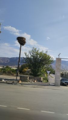 То самое гнездо аиста с псевдоаистом