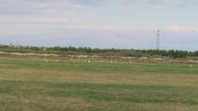 Аисты в поле