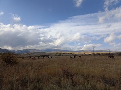 Красивые виды и коровки