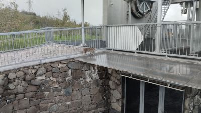 Котик около станции