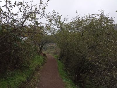 Красивая арка из деревьев