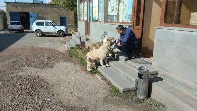 Собаки на заправке