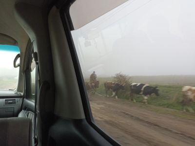 Внезапно появившиеся коровки