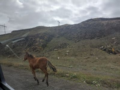 Лошадка, неожиданно появившаяся прямо перед машиной