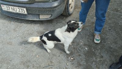 Милая собачка, любящая ласку и подавать лапу возле водопада Шаки