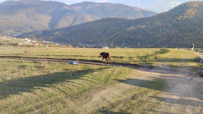 Лошадка по пути к старому городу