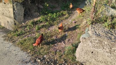 Курочки по пути к старому городу