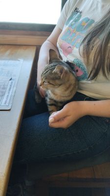 Котик запрыгнул на колени перед обедом