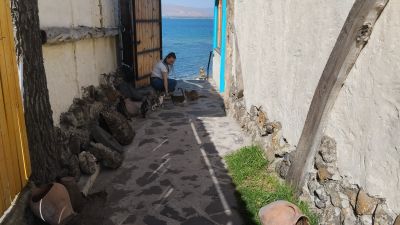 Света с котиками