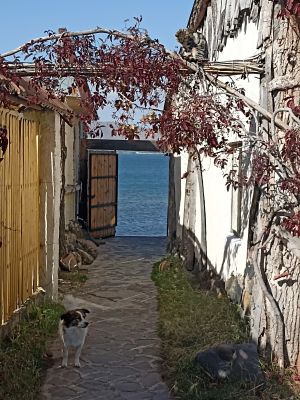 Собака загнала котёнка наверх