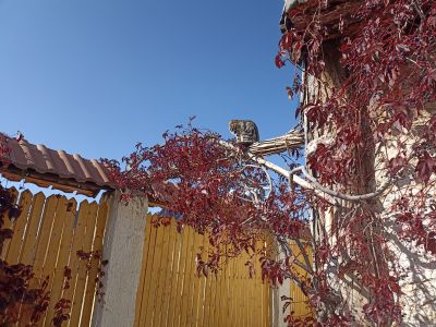 Котёнок наверху