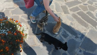 Света с котятами