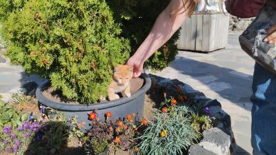 Света с рыжим цветочком