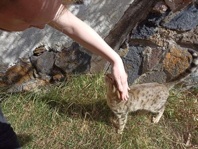 Андрей с милыми местными котиками перед обедом