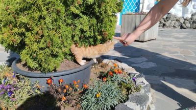 Рыжий цветочек