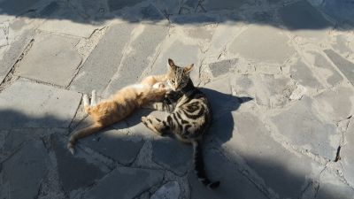 Неравный бой