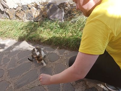 Андрей с милыми местными котиками перед обедом