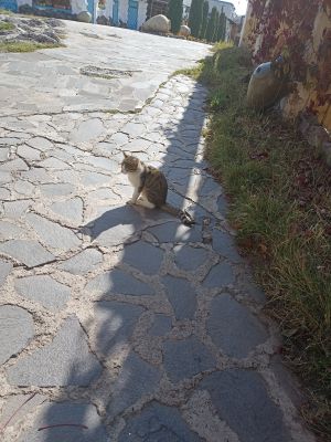 Милый котик