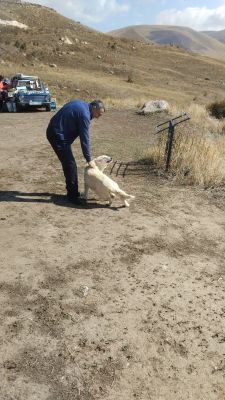 Гид в очередной раз нашёл собаку и тискает её