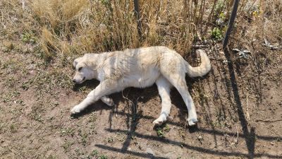 Красивая собачка