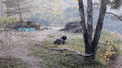 Внезапная корова на обратной дороге из пьяного леса