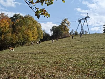 Много коровок