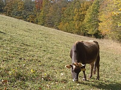 Ещё коровка