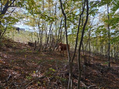 Маленькая коровка подросток