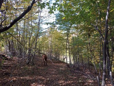 Маленькая коровка подросток