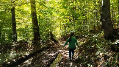 Света спускается по лесу