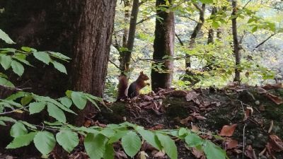 Белка! Не, ну вы видели! БЕЛКА!