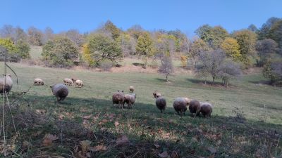 Убегающие барашки