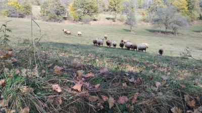 Убегающие барашки