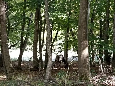 Это олень. Да, так не кажется на первый взгляд, да и на второй тоже, но это олень