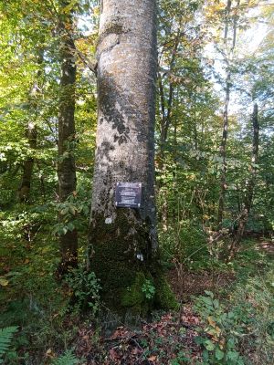 Дерево с Евангелие от Иоанна