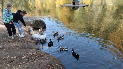 Кормление уток на озере Парз